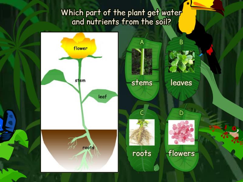 Parts of A Plant - Quiz