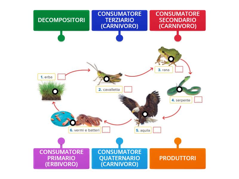 LA CATENA ALIMENTARE - Diagrama con etiquetas