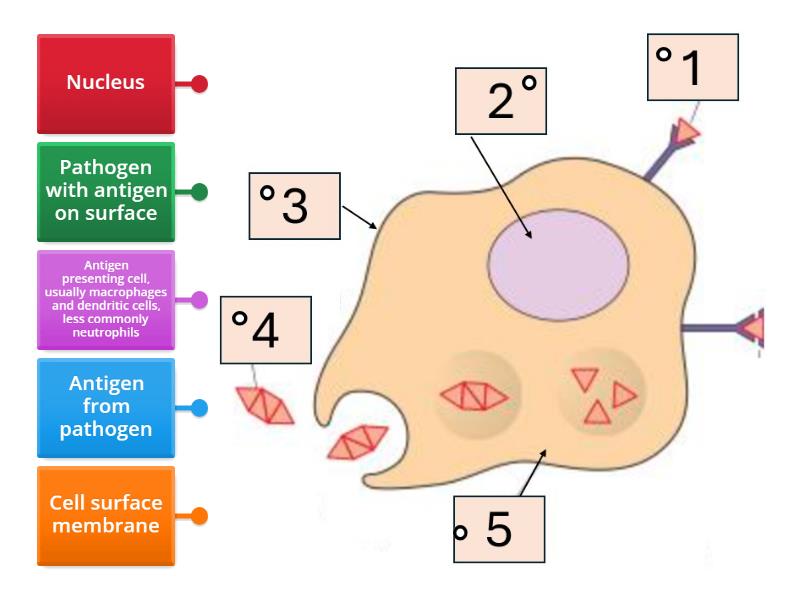 Antigen-Presenting Cells - Labelled diagram