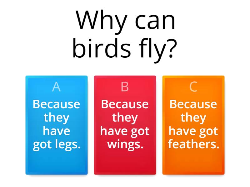 Birds Quiz