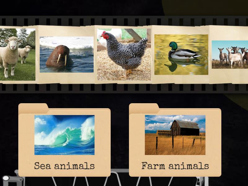Animals - Speed sorting
