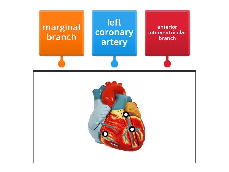 some coronary blood vessels - Labelled diagram