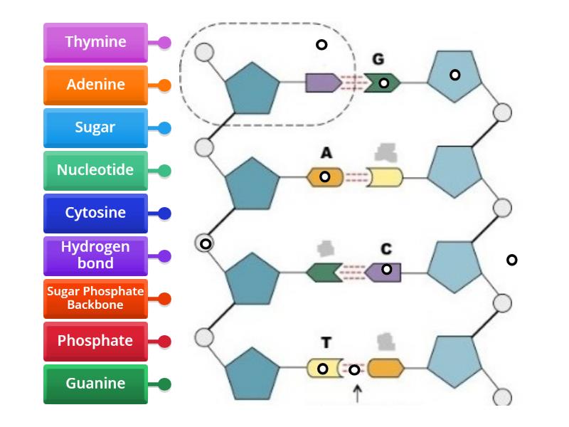 DNA structure - Labelled diagram