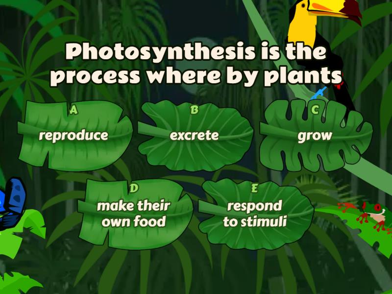 Photosynthesis 4 Quiz