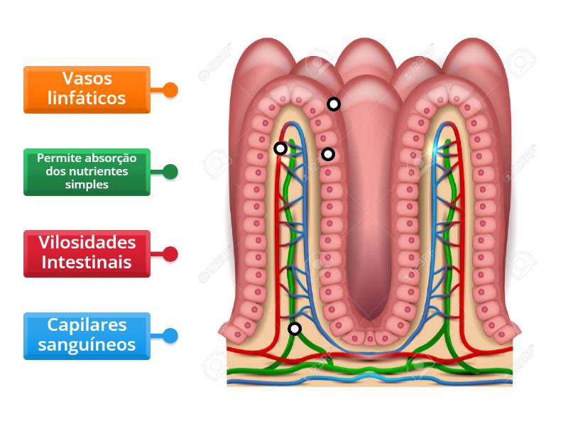 Vilosidades intestinais - Labelled diagram