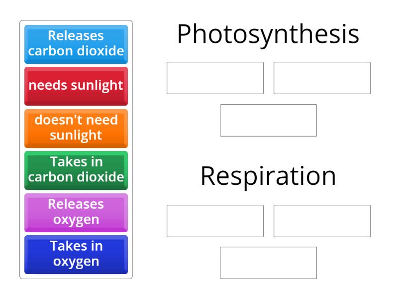 Photosynthesis vs Respiration - Group sort