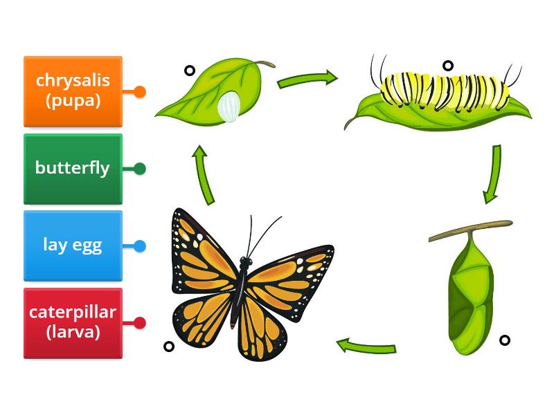 Buttefly's life Cycle - Labelled diagram