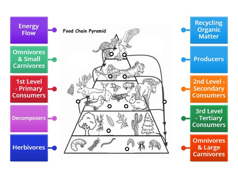 2023 Food Chain - Energy Pyramid - Labelled diagram