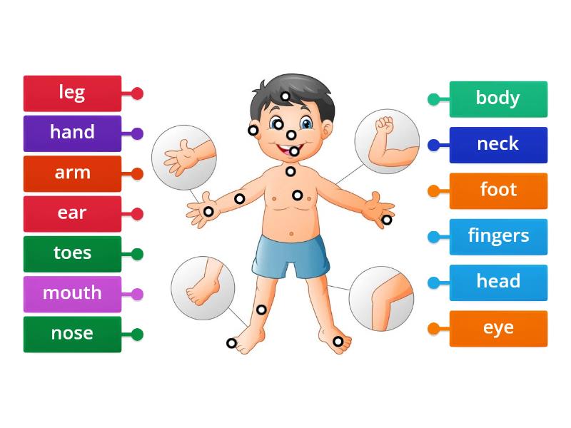 Parts of the body Go getter 1 Unit 4 - Labelled diagram