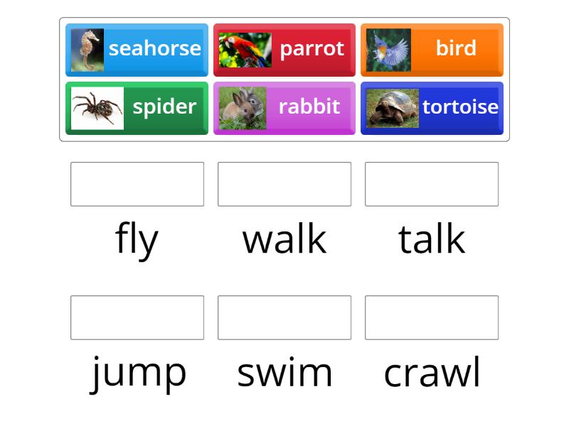 Clever animals 10a - Match up