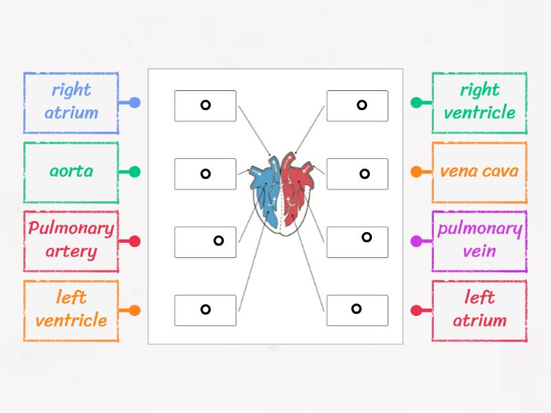 Label a heart! - Labelled diagram