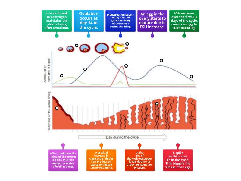 Menstrual Cycle Graphs Labelled Diagram