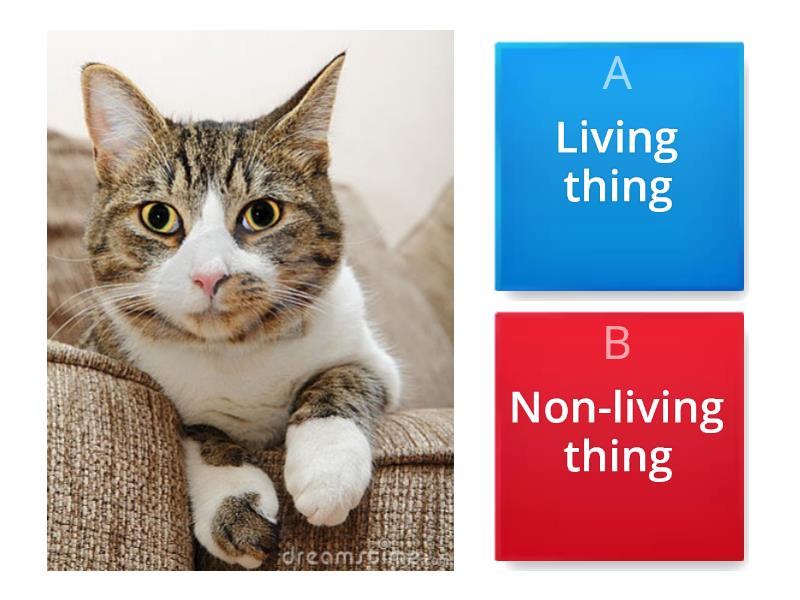 Living And Non-living Thing - Quiz