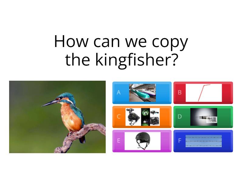 How to copy animals and plants? - Quiz