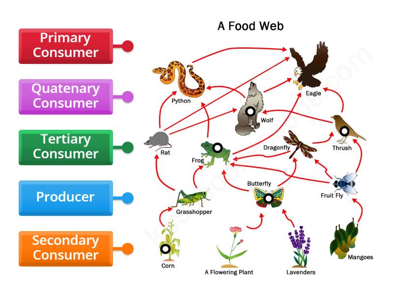 Food Web labelling - Labelled diagram