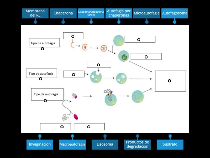 Tipos de autofagia - Labelled diagram