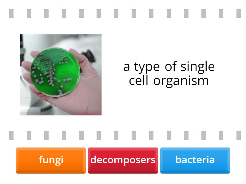 Lesson Review: Role Of Decomposers - Find The Match