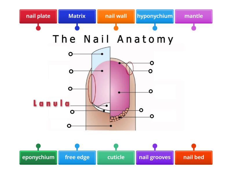 Nail structure - Labelled diagram