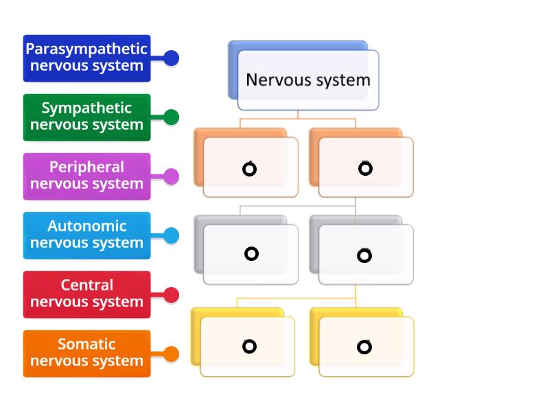 29.4 Main parts of the Nervous system flow diagram - Labelled diagram