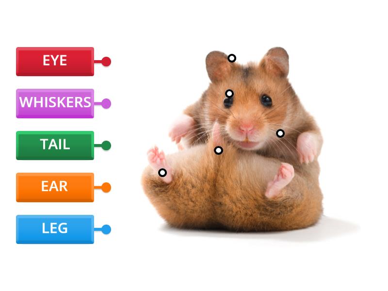 HAMSTER - Labelled diagram