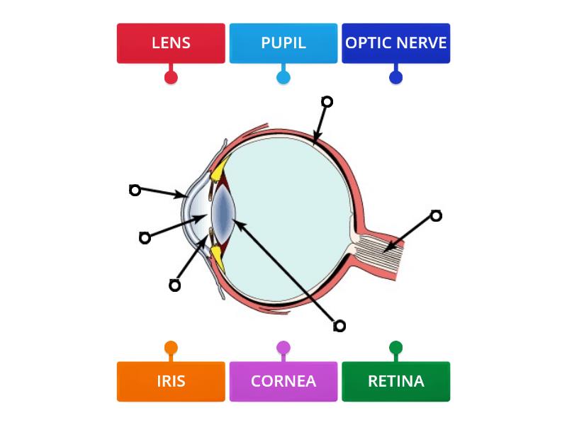 Label The Parts Of Human Eye Labelled Diagram 7886