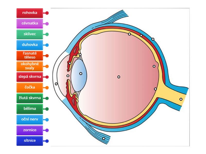 Stavba oka - Labelled diagram