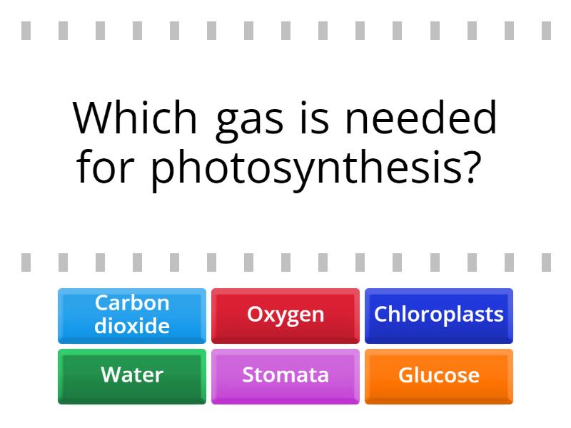 Photosynthesis Find The Match
