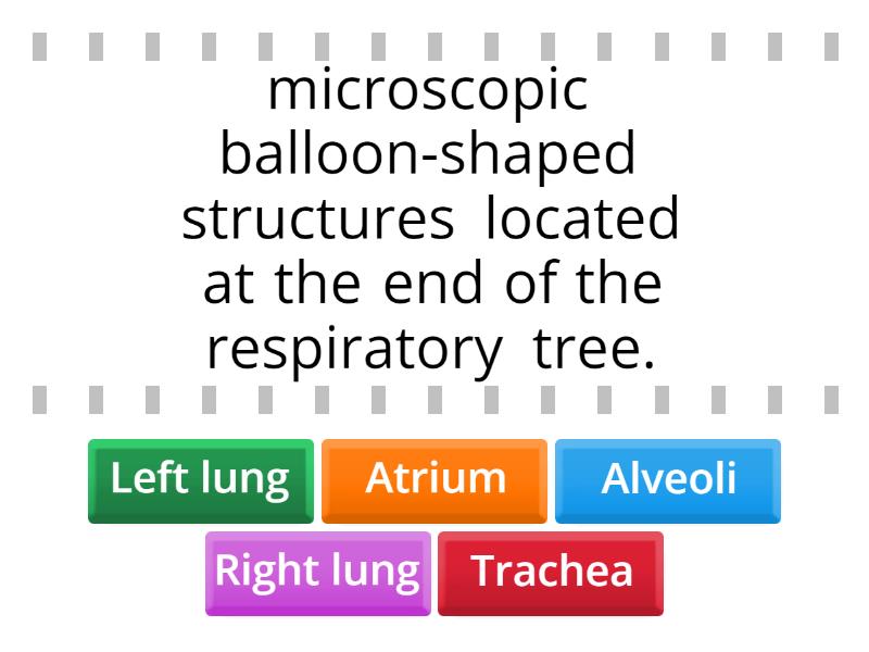 Respiratory system - Find the match