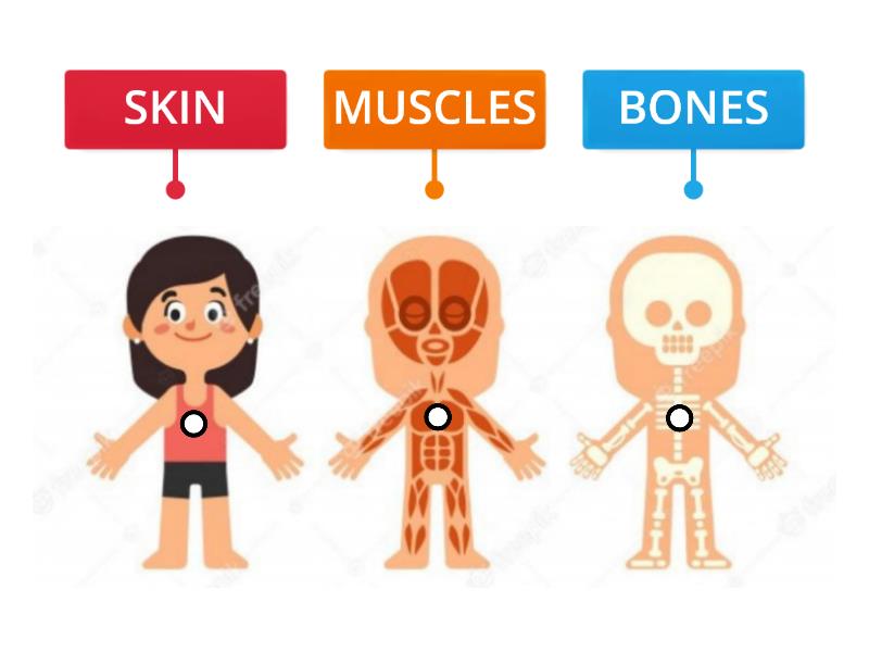 PARTS OF THE BODY - 3 - Labelled diagram