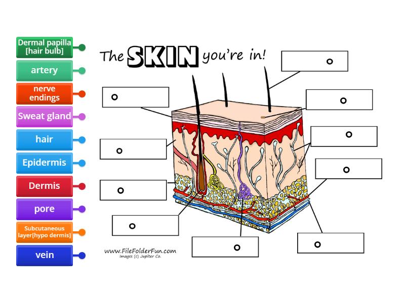 Skin Diagram - Labelled Diagram