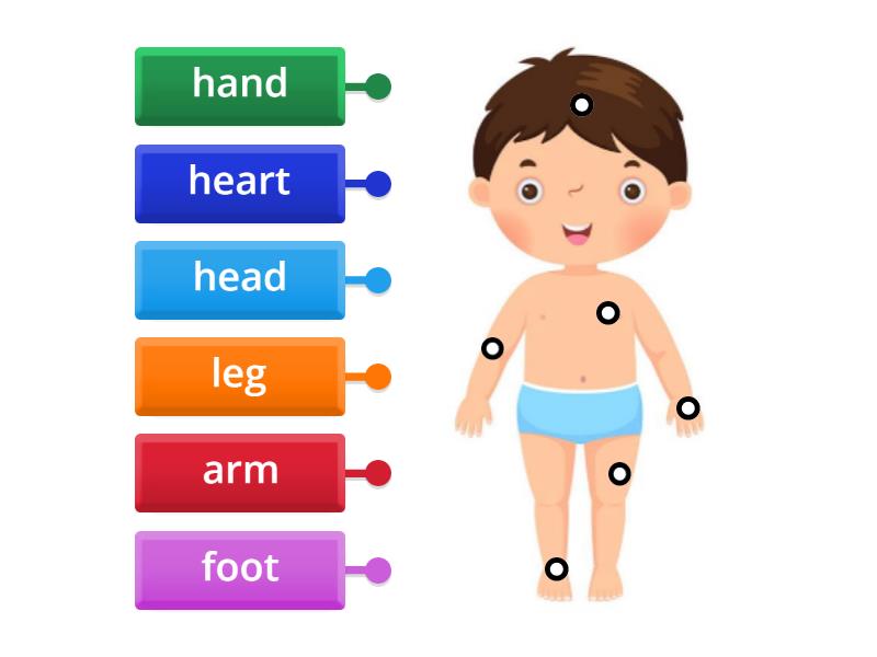 Body parts - Labelled diagram