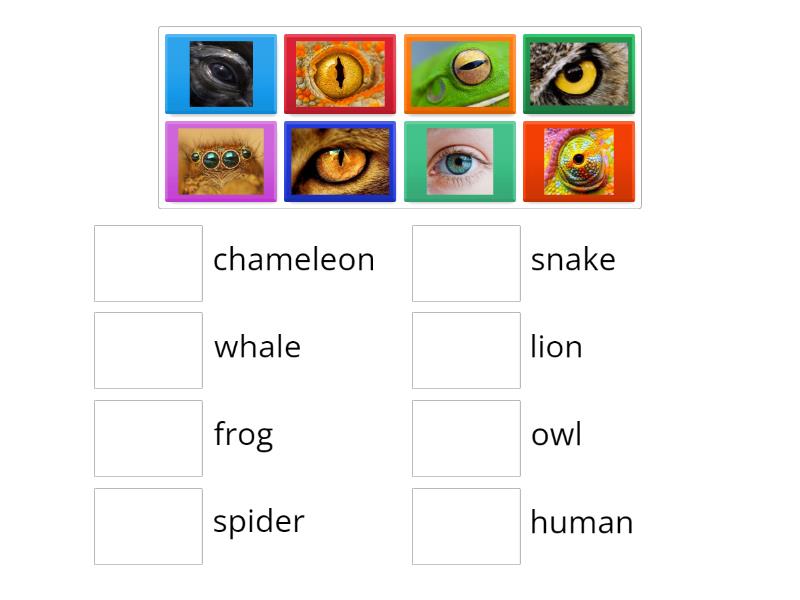 Animals eyes - Match up