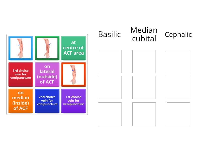 Mla110 Week 1 Antecubital Fossa (acf) Veins - Group Sort