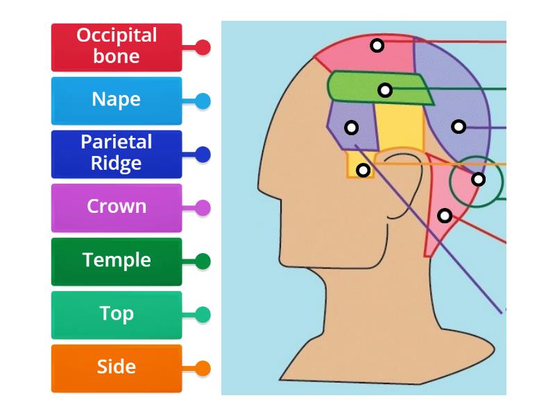 Hair structure - Labelled diagram