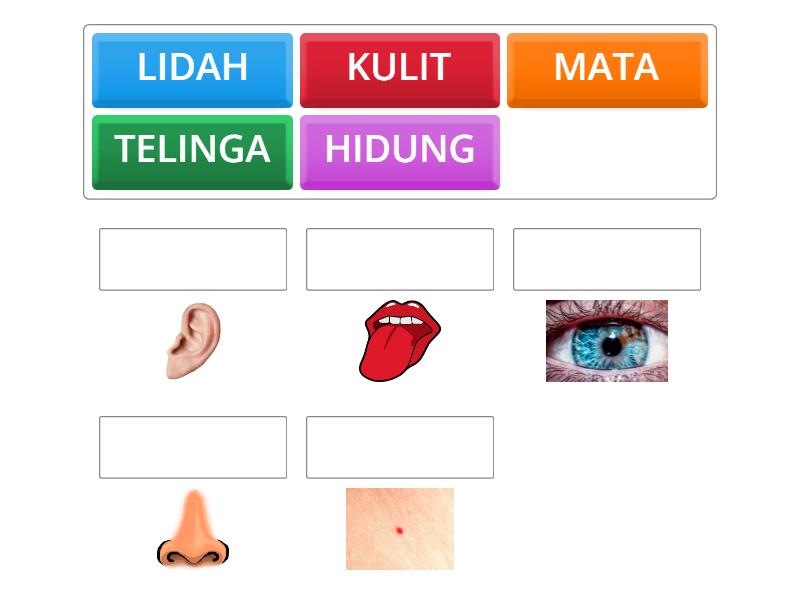 PADANKAN ORGAN DERIA - Match up