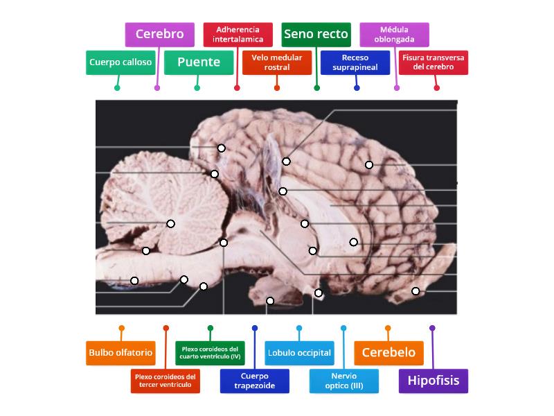 Corte mediano del encefalo de un equino - Labelled diagram