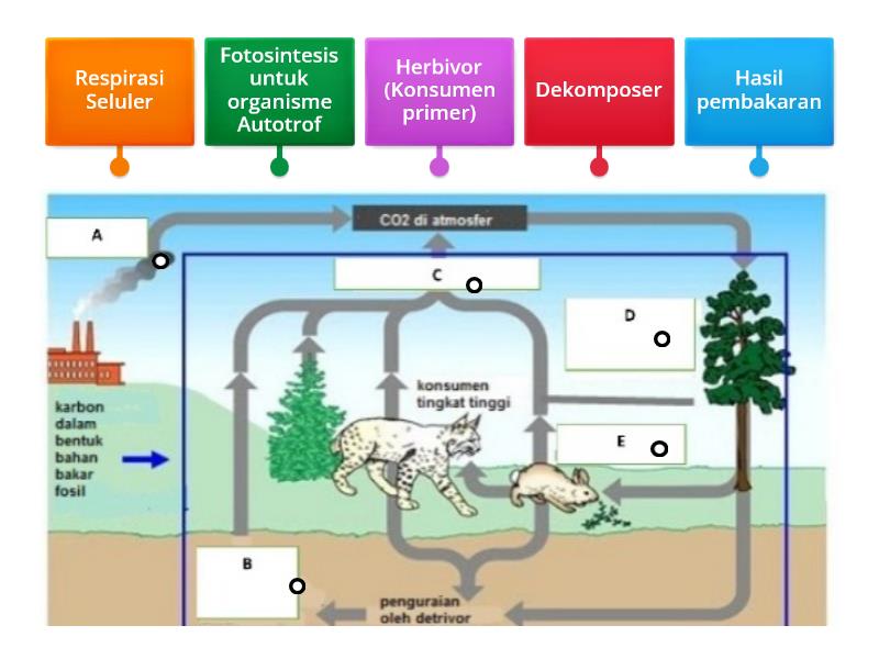 Daur Karbon Labelled Diagram 3049