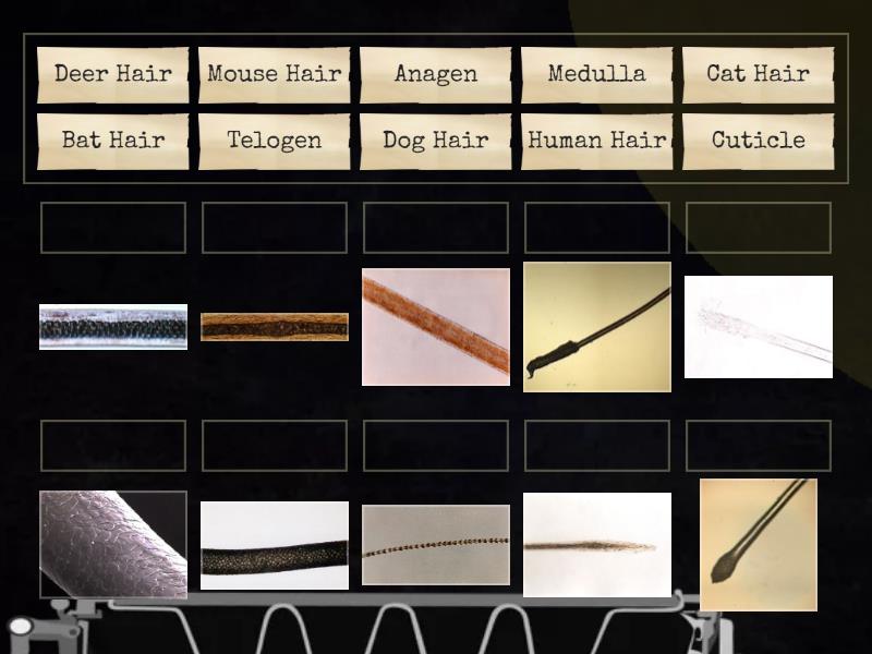 Hair Review Forensics - Match up