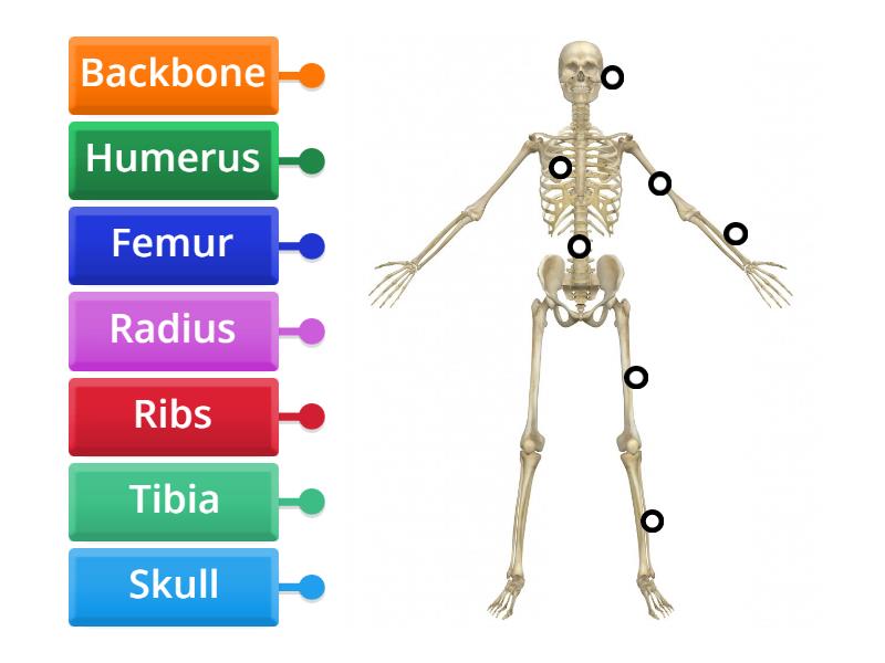 The skeleton - Labelled diagram