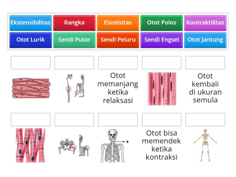 Rangka, Sendi, dan Otot - Permainan Pencocokan