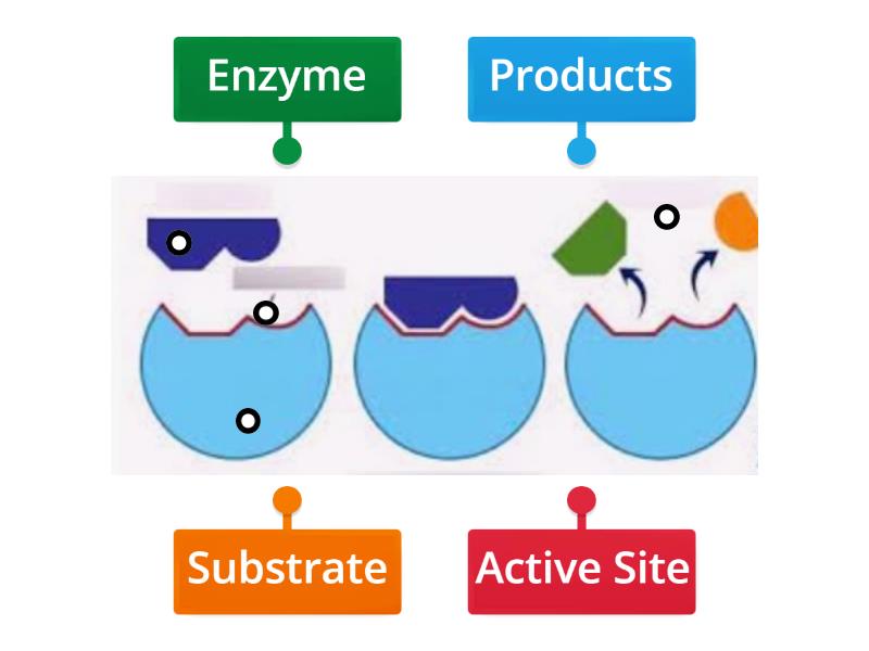 Station 2a Enzyme Structure & Function Labelled diagram