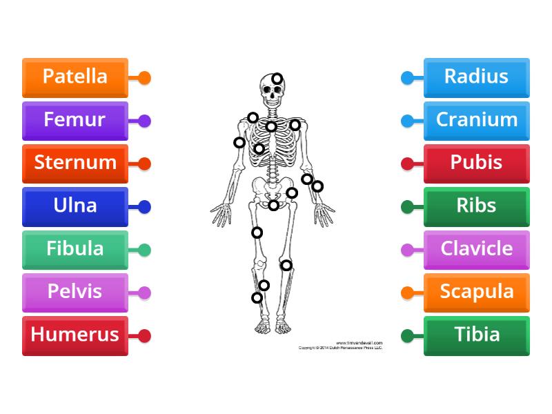 Label the skeleton - Labelled diagram
