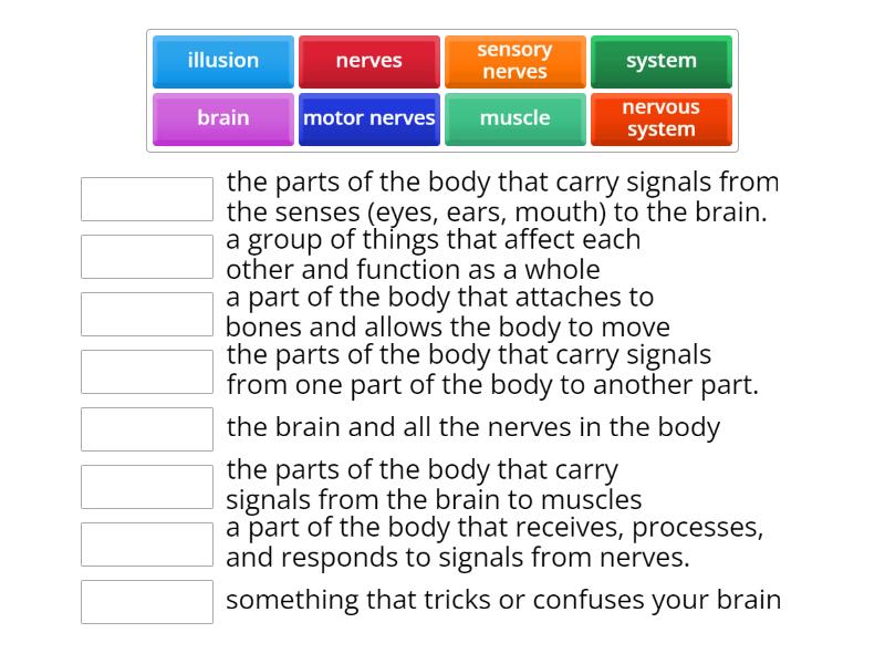 HOW DO THE PARTS OF THE BRAIN WORK TOGETHER TO CONTROL THE BODY visual data 4