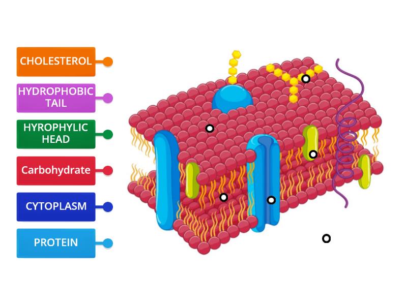 THE PLASMA MEMBRANE - Labelled diagram