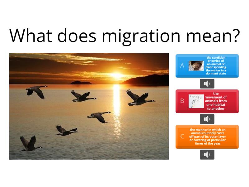 Migration Patterns - Quiz