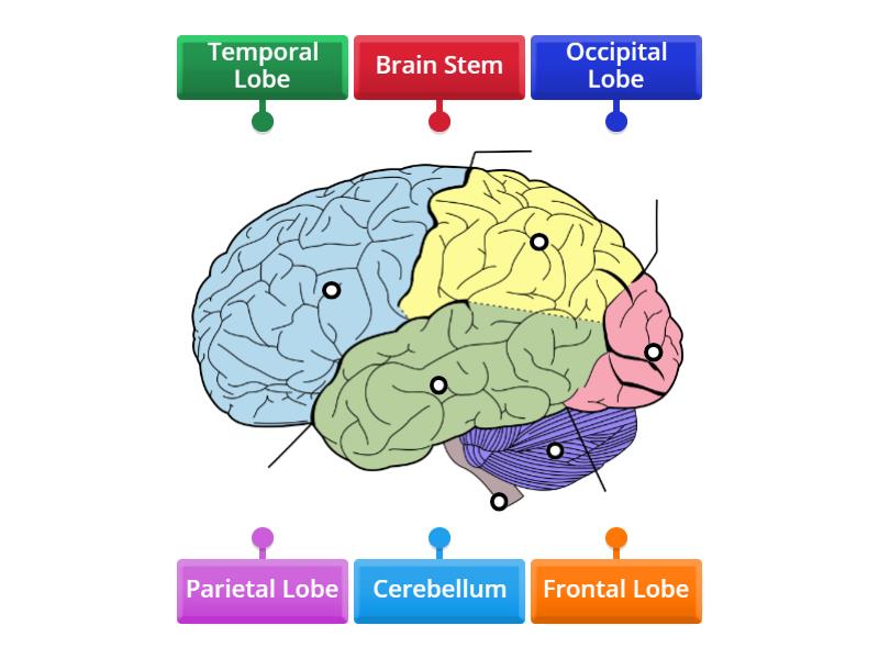 Parts of the Brain - Labelled diagram