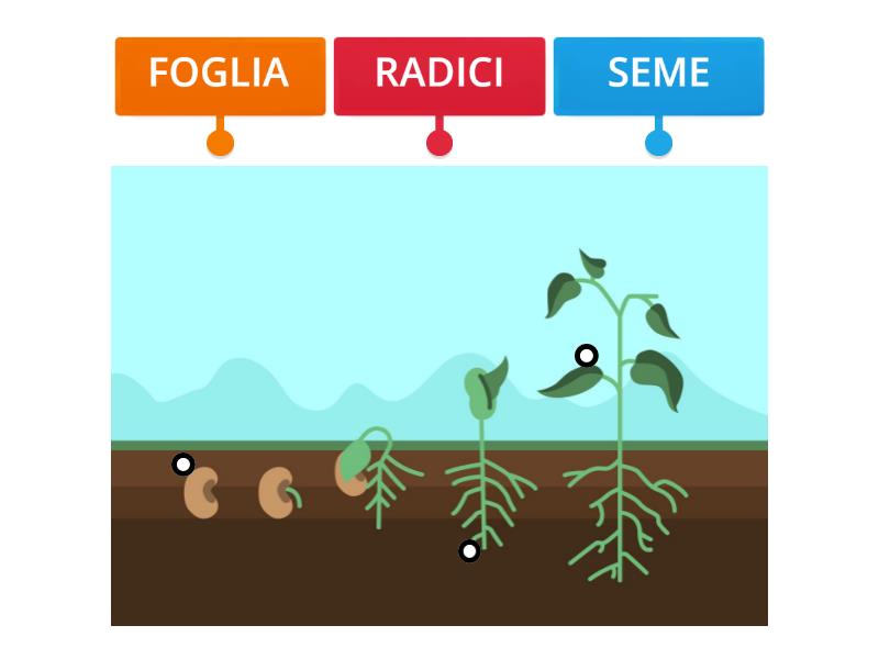 Ciclo Di Vita Di Una Pianta CICLO DI VITA DI UNA PIANTA - Labelled diagram