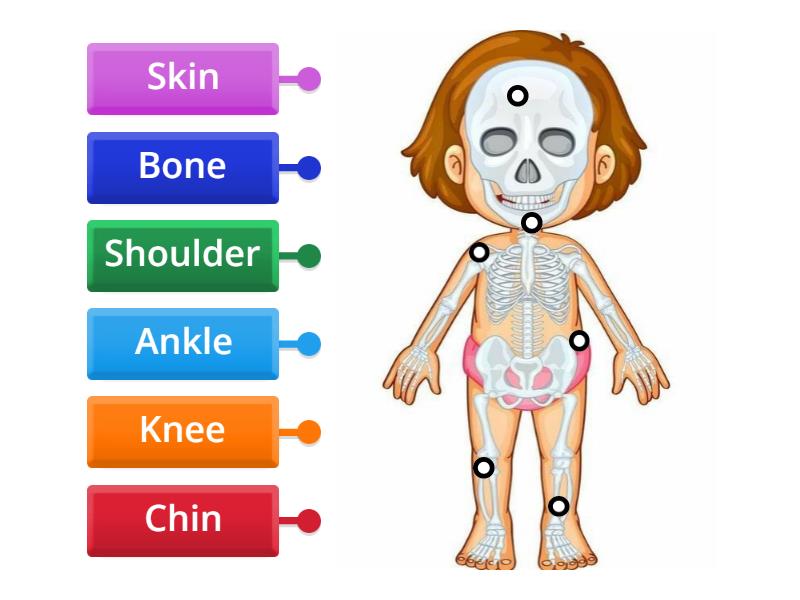 parts-of-body-labelled-diagram