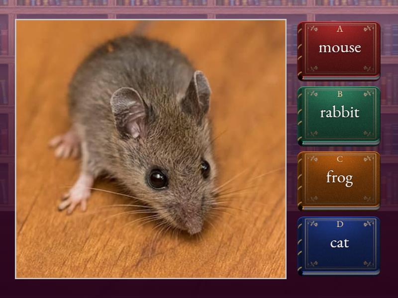 Кузовлев 3 Pets - Викторина