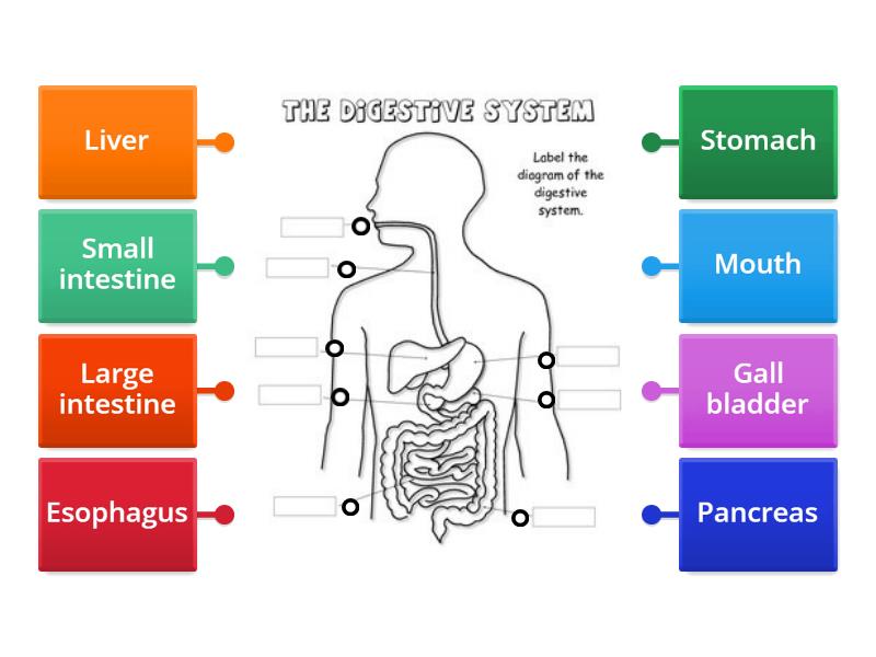 The Digestive System - Labelled diagram